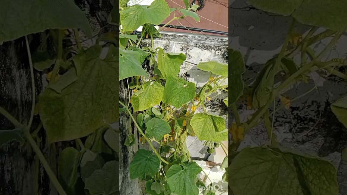 gardening tips #plantparent #shorts#plantlover #yiralshort #plants
