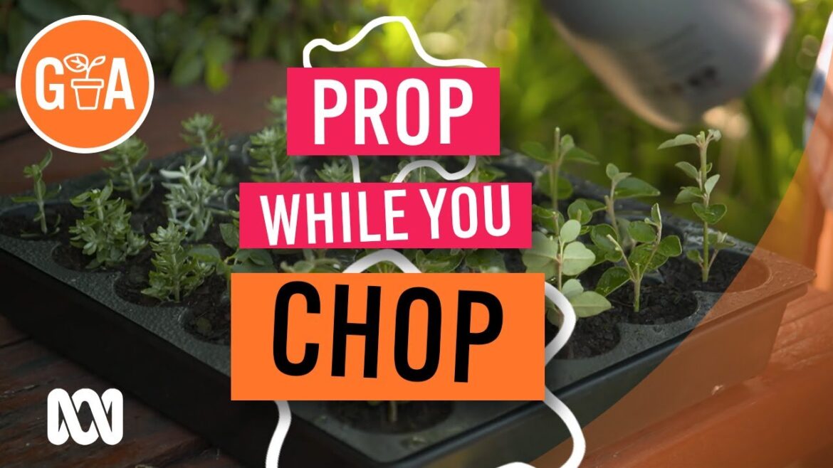 Propagate While You Prune | Gardening Hacks | Gardening Australia