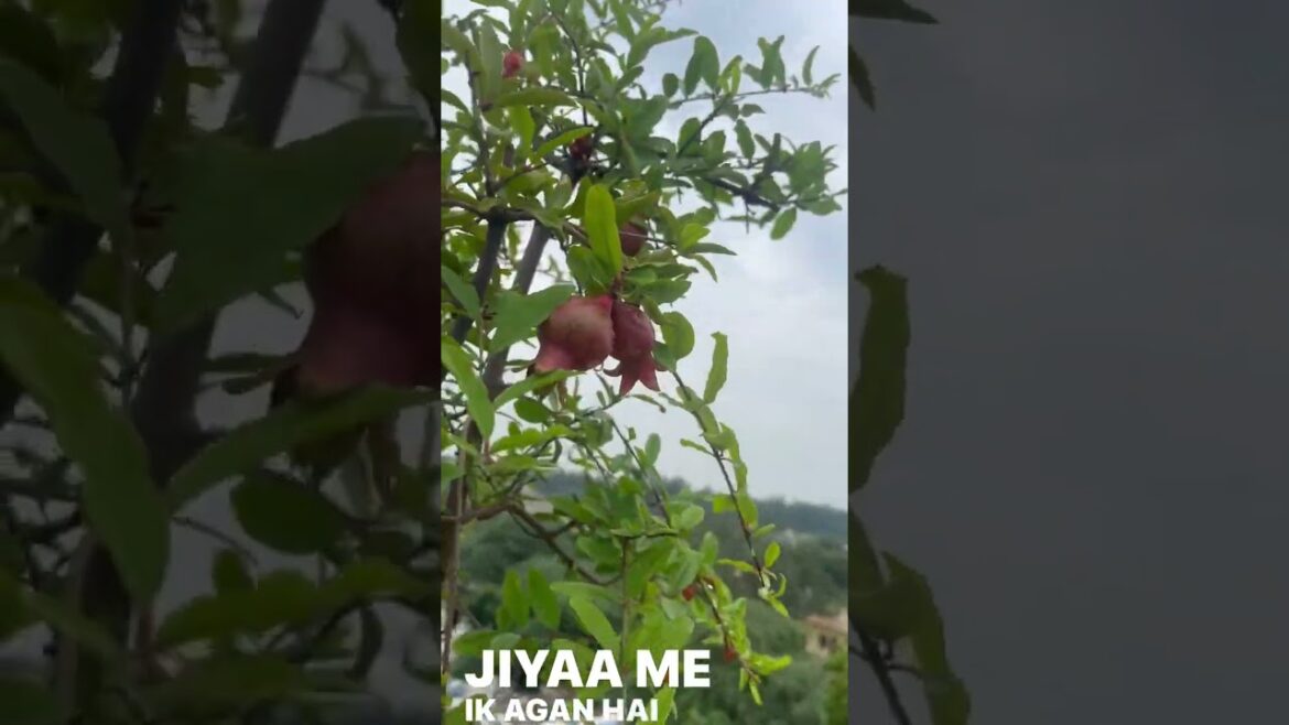 Beautiful plants #love #garderningtips #nature #gardengingtips #backyar #gardeningtipsforbeginners Beautiful plants #love #garderningtips #nature #gardengingtips #backyar #gardeningtipsforbeginners