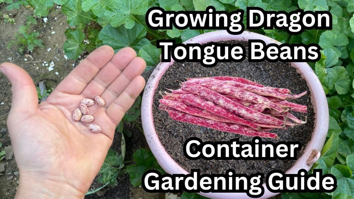 Growing Dragon Tongue Beans: Container Gardening Guide 🌱#beans #bean #gardening #containergardening Growing Dragon Tongue Beans: Container Gardening Guide 🌱#beans #bean #gardening #containergardening