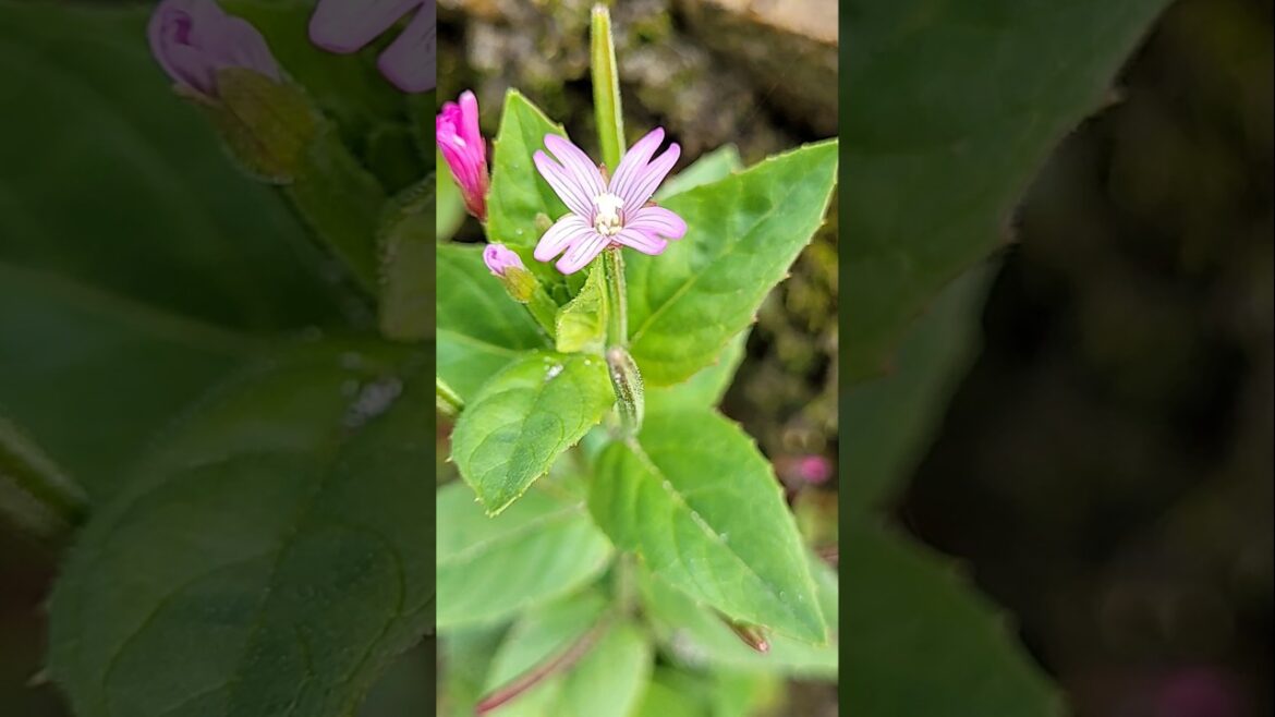 Foraging Fringed Willowherb: Primrose/Onagraceae Family; Is Willowherb Edible? #foraging #fireweed