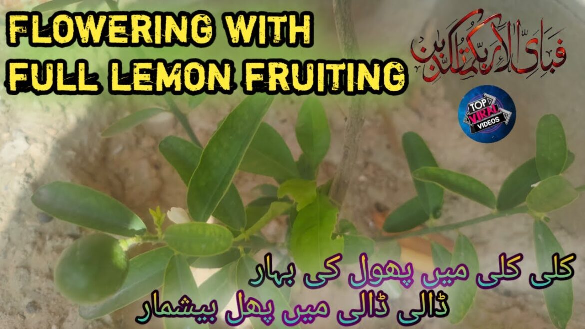 Watering and Fertilizing Your Lemon Tree @viraltrends3173 #lemon