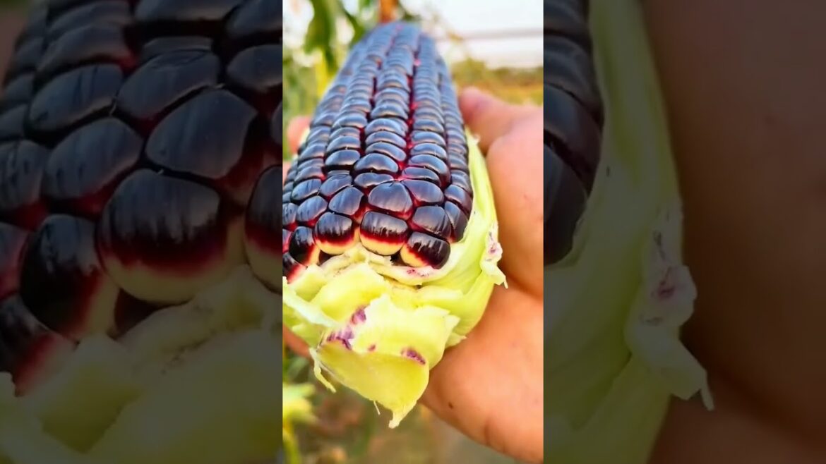 #colourfulcorn #corn#vegetablecurving#fruitcarving# cutting in flower #shortsvideo #colourfulcorn #corn#vegetablecurving#fruitcarving# cutting in flower #shortsvideo