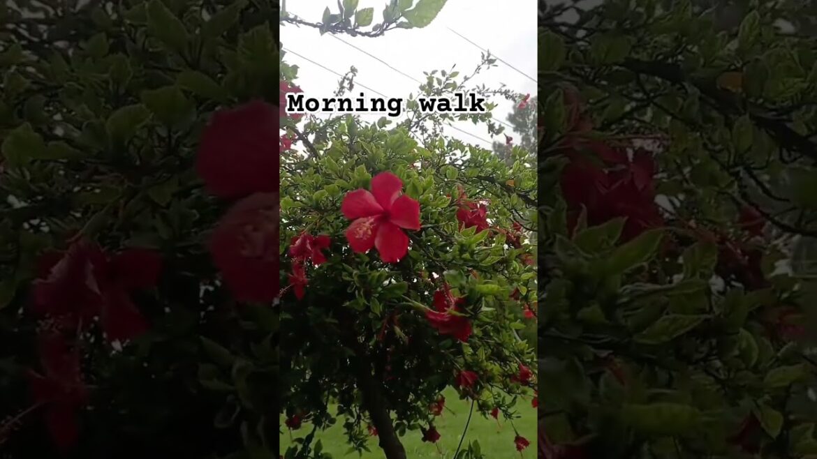 Islamabad green#music  #health #garden #gardener #park #weather #flowers #snail #travel #food