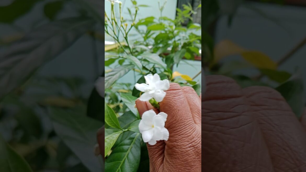 चांदनी के पौधे लगाने का आसान तरीका#shorts#gardening#Chandni plant#viralshort