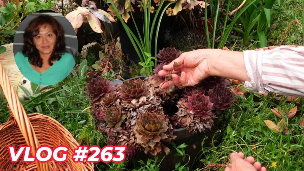 Edible ALOE VERA, SEMPERVIVUM & BUSY LIZZIE | VLOG #263 Growing Succulents with LizK