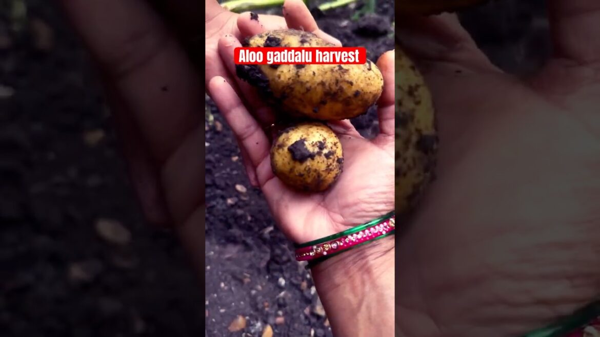 Harvesting Homegrowns|potatoes  #organicfarming #telugushorts #farming #ytshortsviral