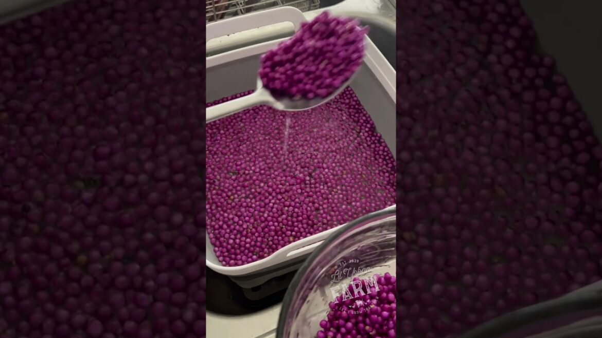 How to make jelly from the american beautyberry bush we talked about yesterday. How to make jelly from the american beautyberry bush we talked about yesterday.