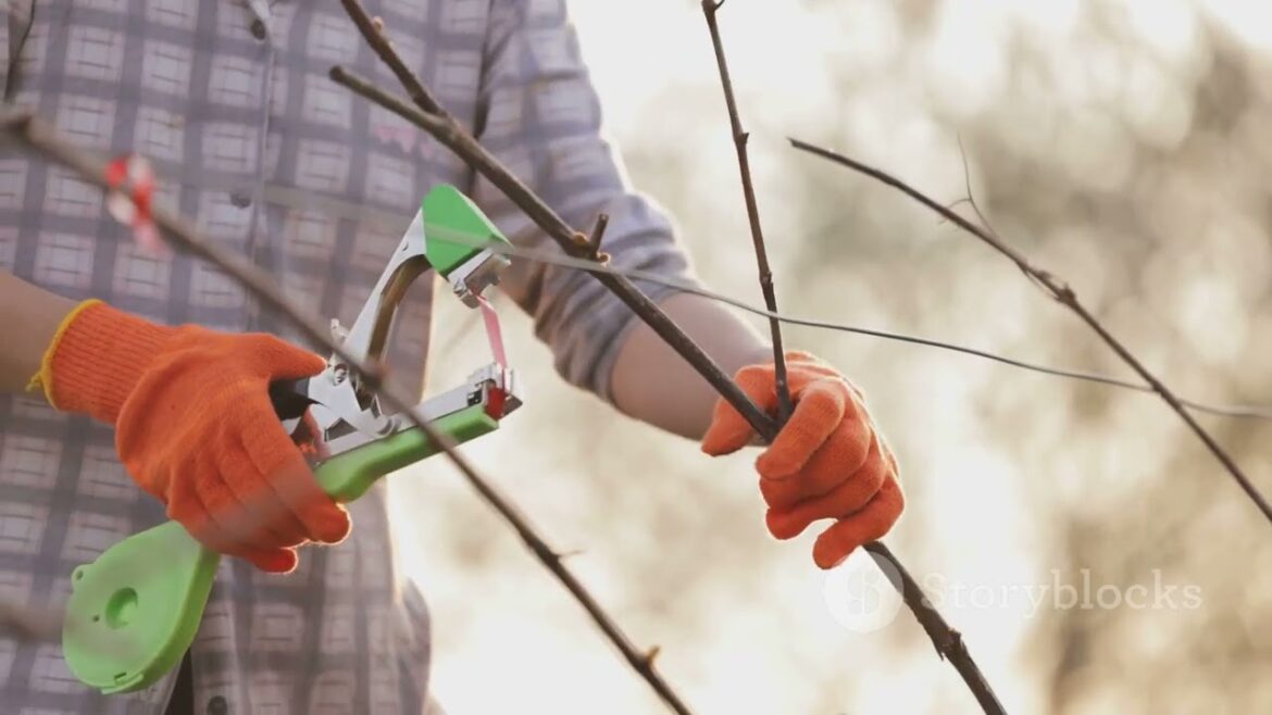 Top 5 Must-Have Garden Tools from Amazon! Top 5 Must-Have Garden Tools from Amazon!