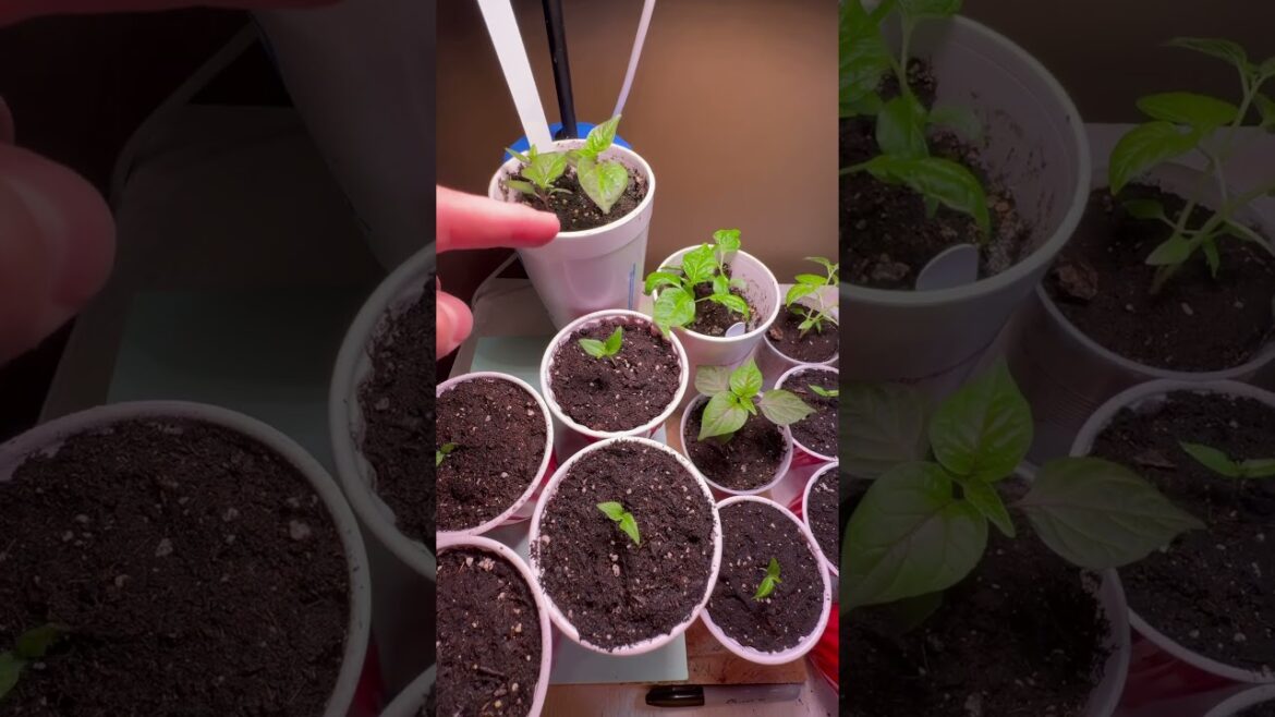 Seedlings part 2     #pepper #garden #gardenplants #seeds #plants #superhot #hotpepper #peppers