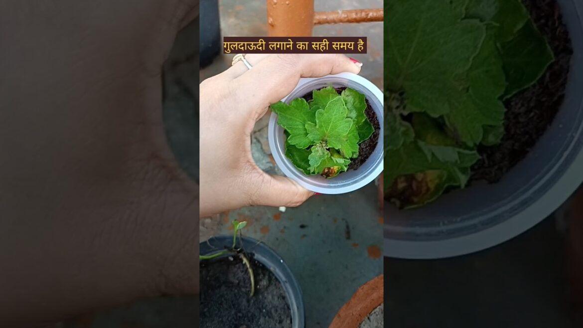 गुलदाऊदी/Chrysanthemum growing tips🌸 #shorts#ytshorts#gardening#tips