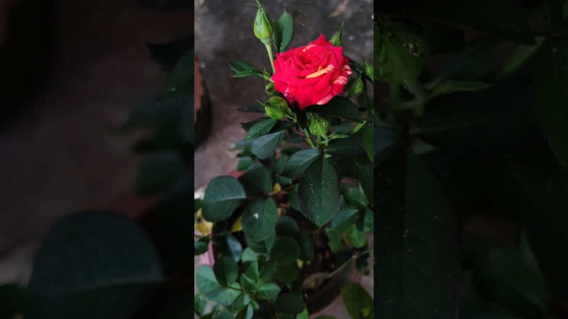 How Care Rose Plant | Tips For Rose Plant #shorts #garden #gardening How Care Rose Plant | Tips For Rose Plant #shorts #garden #gardening