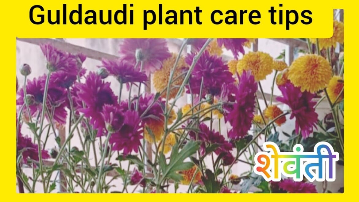 Guldaudi plant care tips ☘️ chrysanthemums#gardeningtips#best winter flower plant