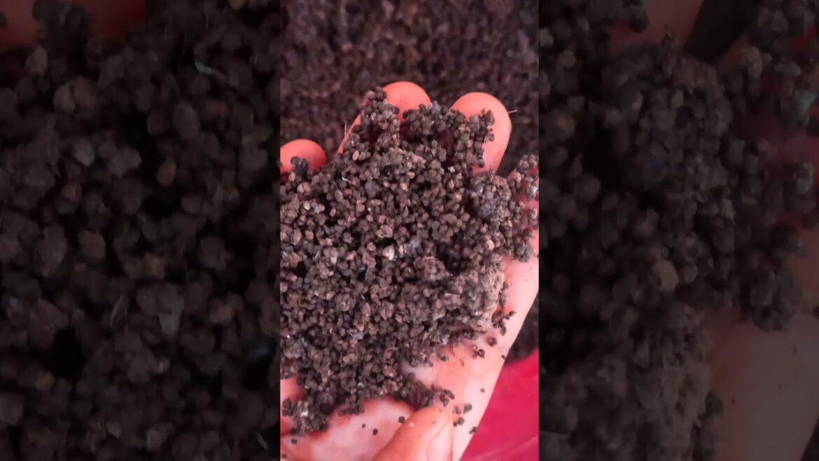 Best free organic fertilizer #viralvideo #shortsfeed #ytshorts #trending #shorts #youtubeshorts Best free organic fertilizer #viralvideo #shortsfeed #ytshorts #trending #shorts #youtubeshorts