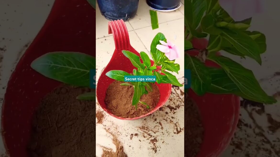 Secret care tips vinka #flowers #gardening #plants #jiya #shorts