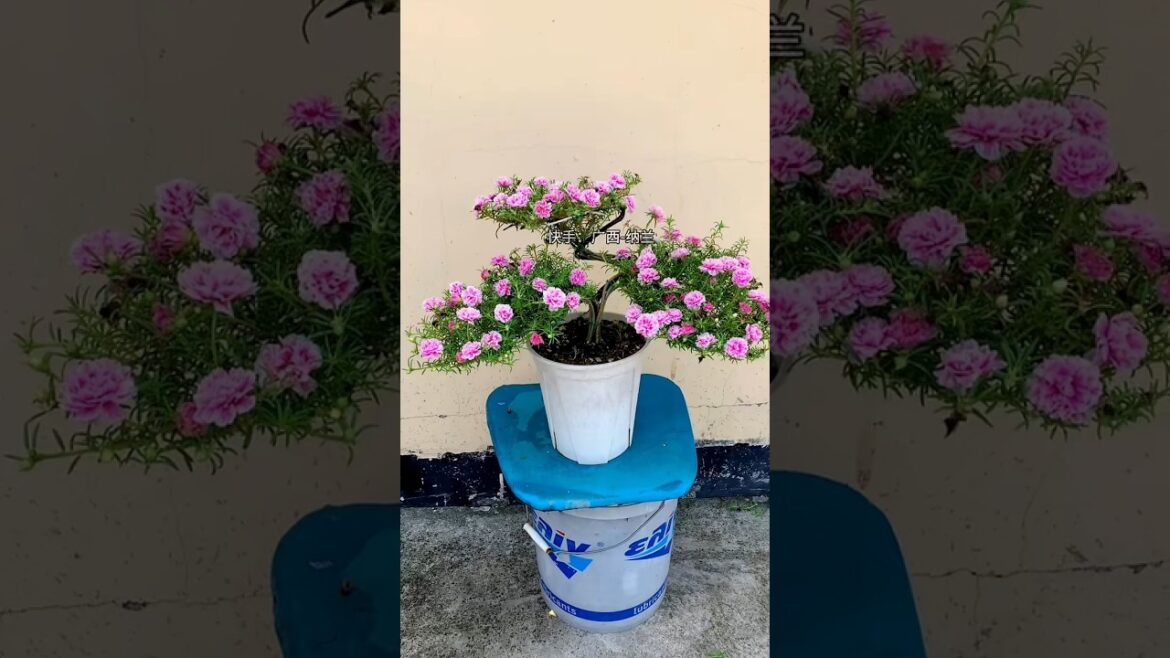 Simple garden design ideas, #flowers #gardening #shorts Simple garden design ideas, #flowers #gardening #shorts