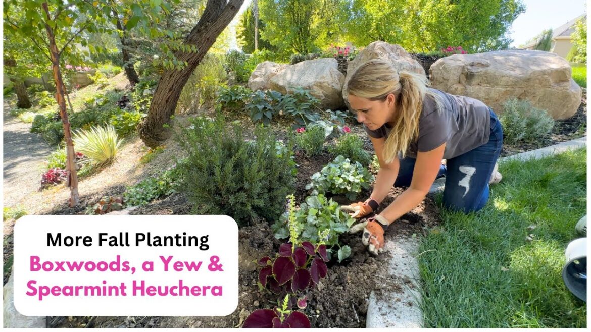 More Fall Planting 🍂  Boxwoods 🌳, a Yew & Spearmint Heuchera