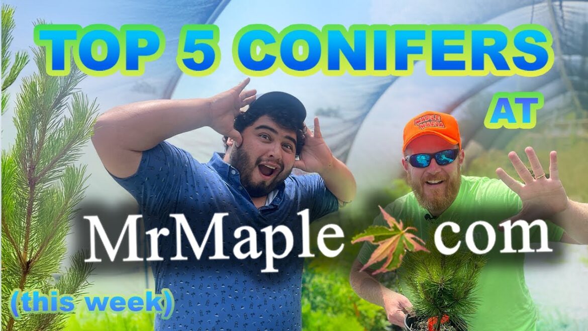 Top 5 Conifers of the Week @ MrMaple.com Top 5 Conifers of the Week @ MrMaple.com