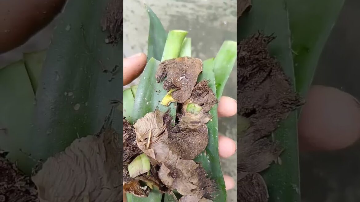 #422 my two hundred twenty two vlogs #422 my two hundred twenty two vlogs