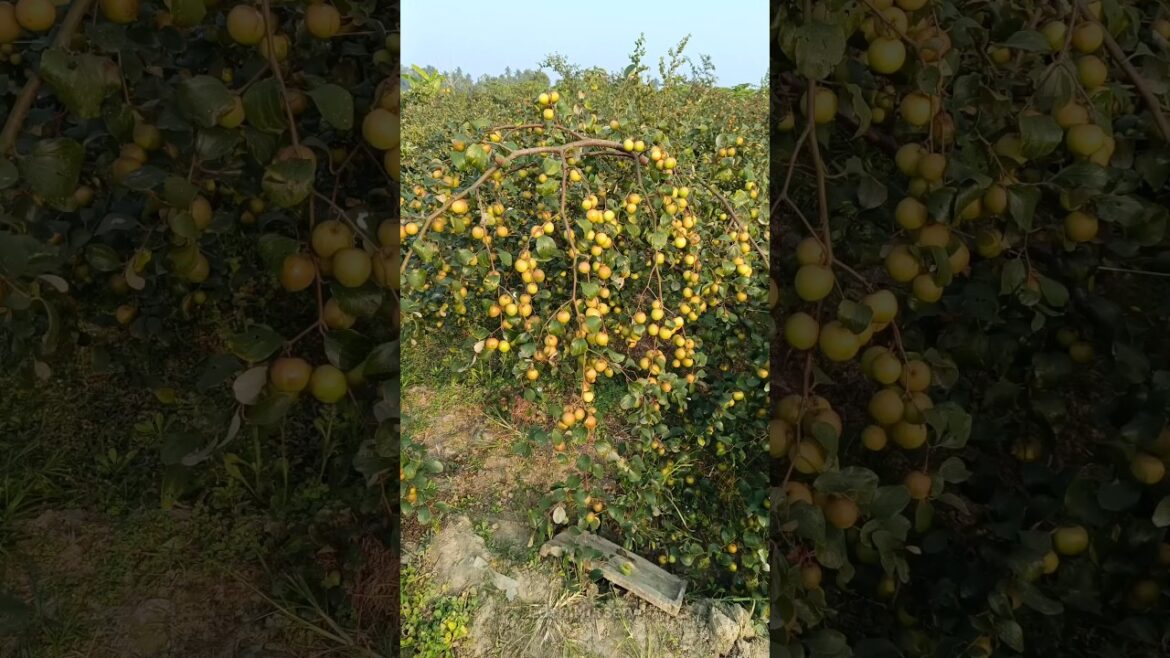 ball sundari apple ber // apple ber farming // kashmiri apple ber  #apple #appleber #shorts ball sundari apple ber // apple ber farming // kashmiri apple ber  #apple #appleber #shorts