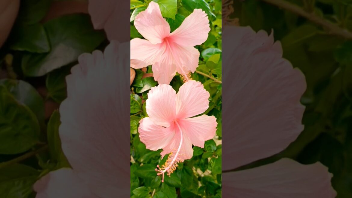 Hibiscus tips #garden #hibiscus #viral #shorts #viralvideo #trending #trendingshorts #gudhal #flower