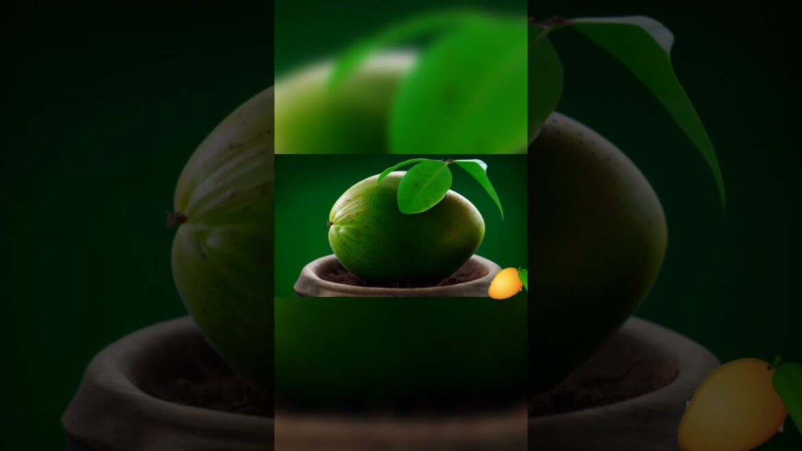Growing mango tree In Container #garden #mango #fruit