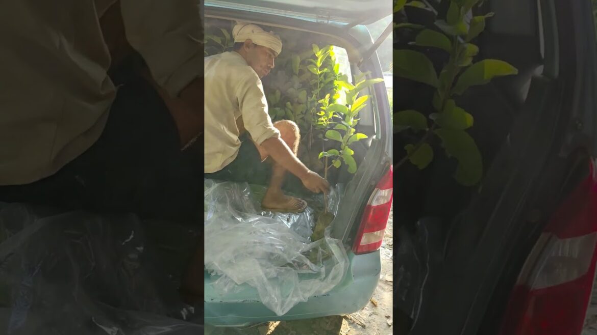 #guava #palnts #nursery #plantslover #nature #fruitplant #gardening