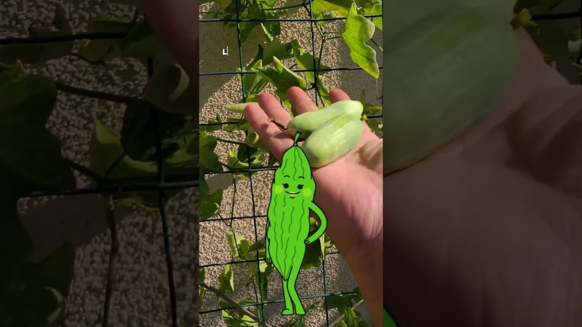 Harvesting Ivy Gourds (Tindora/Tendli) from Raised Beds: Gardening Tips!