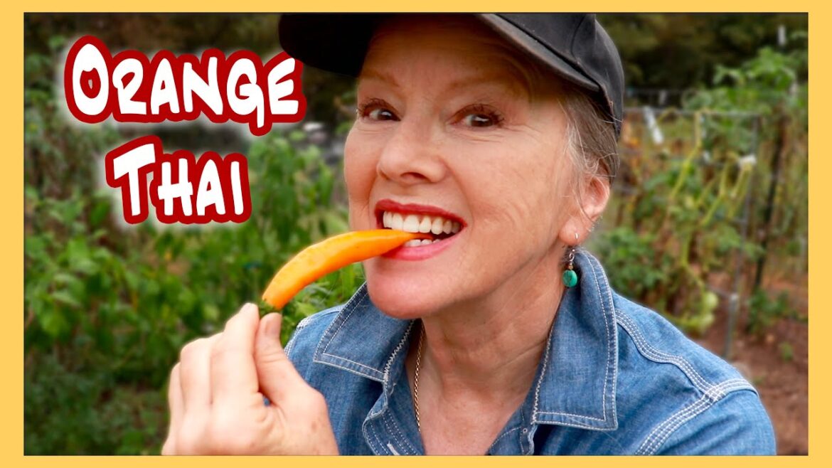 ORANGE THAI PEPPERS flourish in Tennessee! The BEST snacking pepper! (taste test!)
