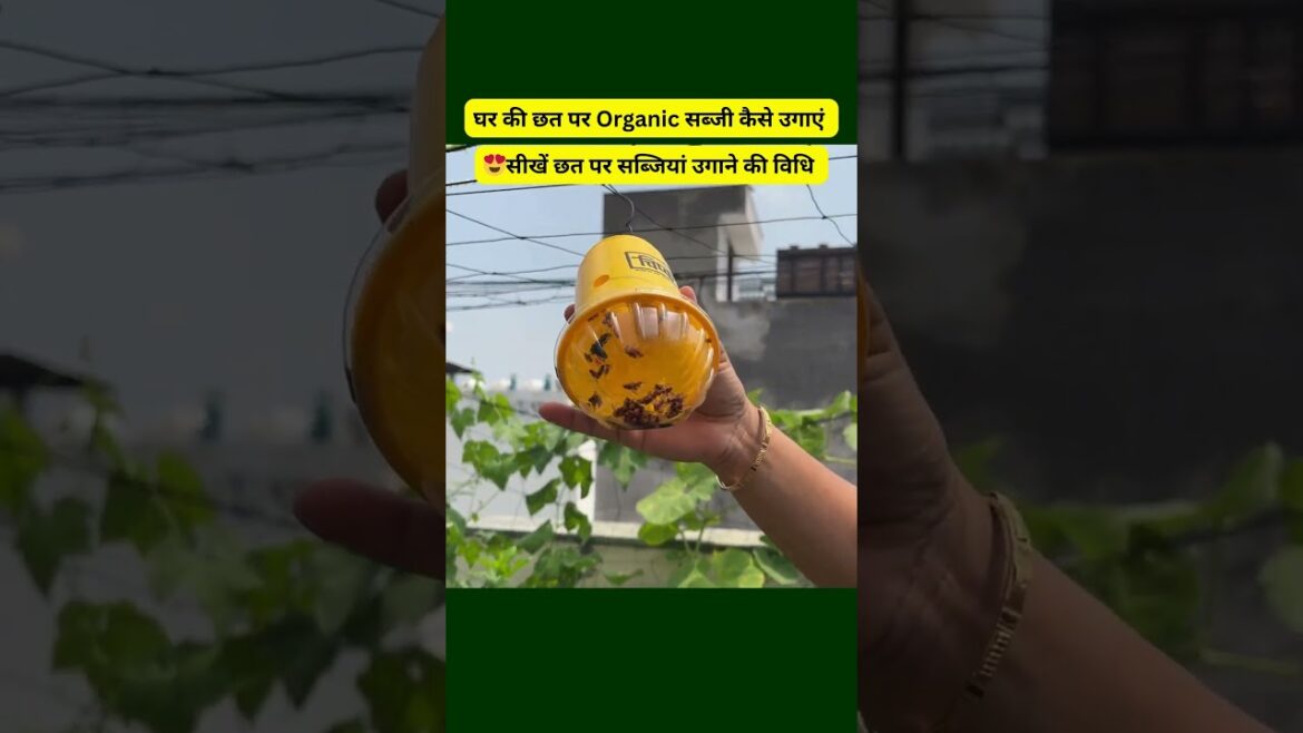 घर की छत पर सब्जी कैसे उगाएं सीखें छत पर सब्जियां उगाने की विधि Organic Vegetable Harvesting Video घर की छत पर सब्जी कैसे उगाएं सीखें छत पर सब्जियां उगाने की विधि Organic Vegetable Harvesting Video