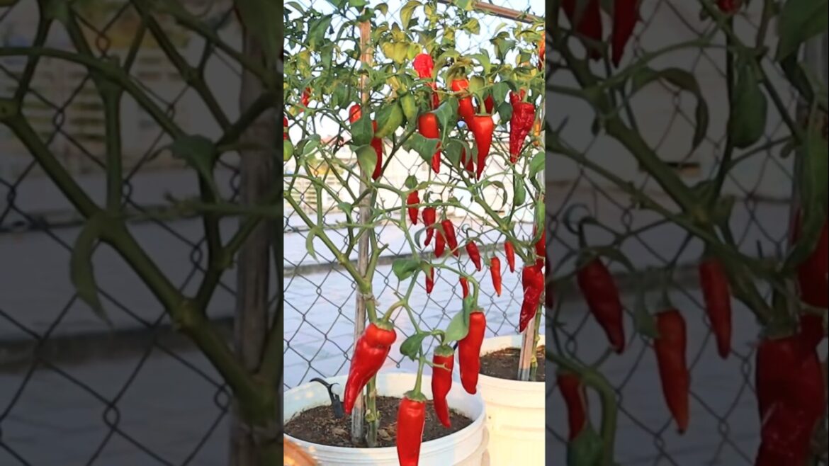 Container garden - Chili pepper harvesting