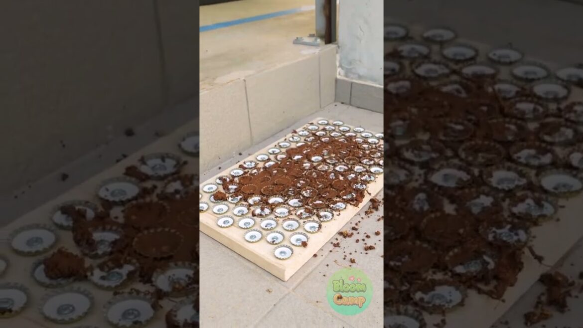 Easy Tips to Transform Your Backyard: Simple Ways to Boost Its Look! Easy Tips to Transform Your Backyard: Simple Ways to Boost Its Look!