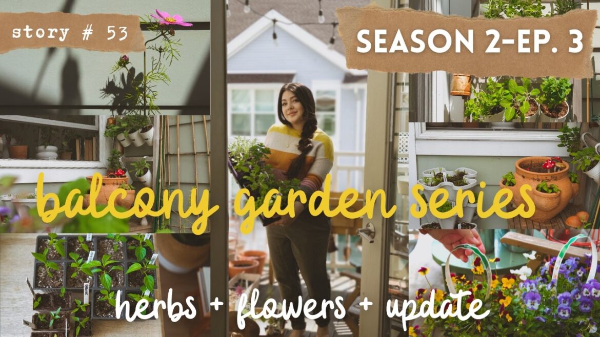 👩🏻🌾 Small Balcony Vegetable Garden | Saving My Seedlings + Planting Herbs & Flowers | S2 Part 3 👩🏻🌾 Small Balcony Vegetable Garden | Saving My Seedlings + Planting Herbs & Flowers | S2 Part 3