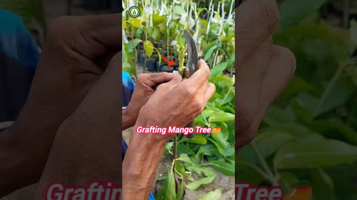 How To Grafting Mango(आम की ग्राफ्टिंग कैसे करें/#shorts🌱Plant Sale(☎️Ph=9134227145