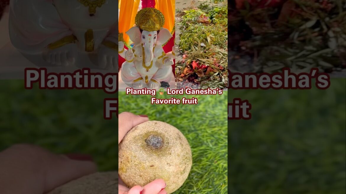 Planting lord Ganesha’s favourite fruit 🍈 Planting lord Ganesha’s favourite fruit 🍈