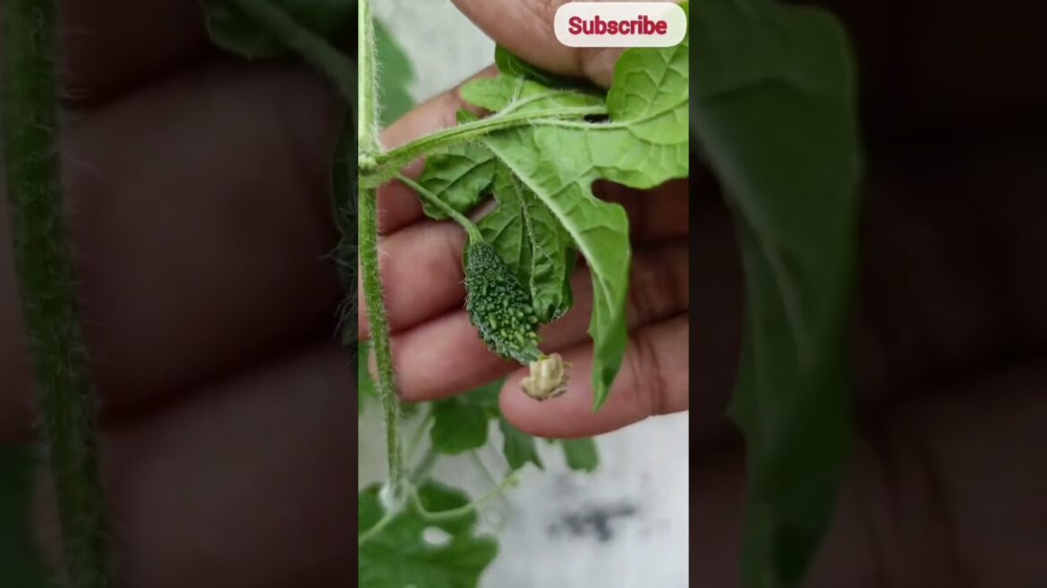 Guess the vegetable and comment #terracegarden #vegetablegarden #myterracegarden #greenvegetables Guess the vegetable and comment #terracegarden #vegetablegarden #myterracegarden #greenvegetables