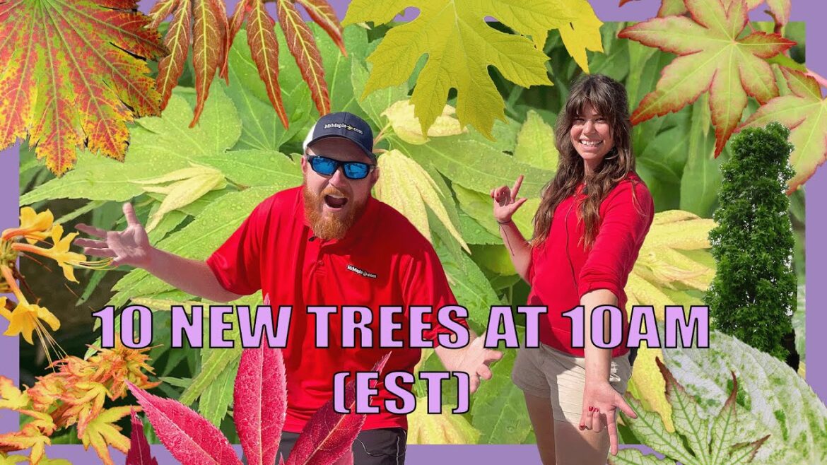 The Fantastical Trees on the 10@10! September 19th w/ Kate and Tim! The Fantastical Trees on the 10@10! September 19th w/ Kate and Tim!