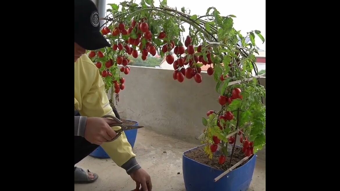Tomato in Pots #tomato #gardeningtips #gardening #diy