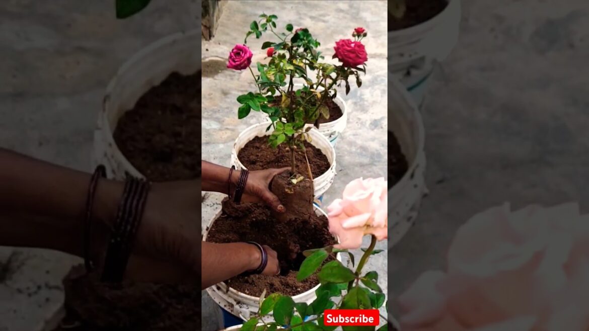 🌹🌹#shorts #viralshorts #trending #garden #flowers #plants