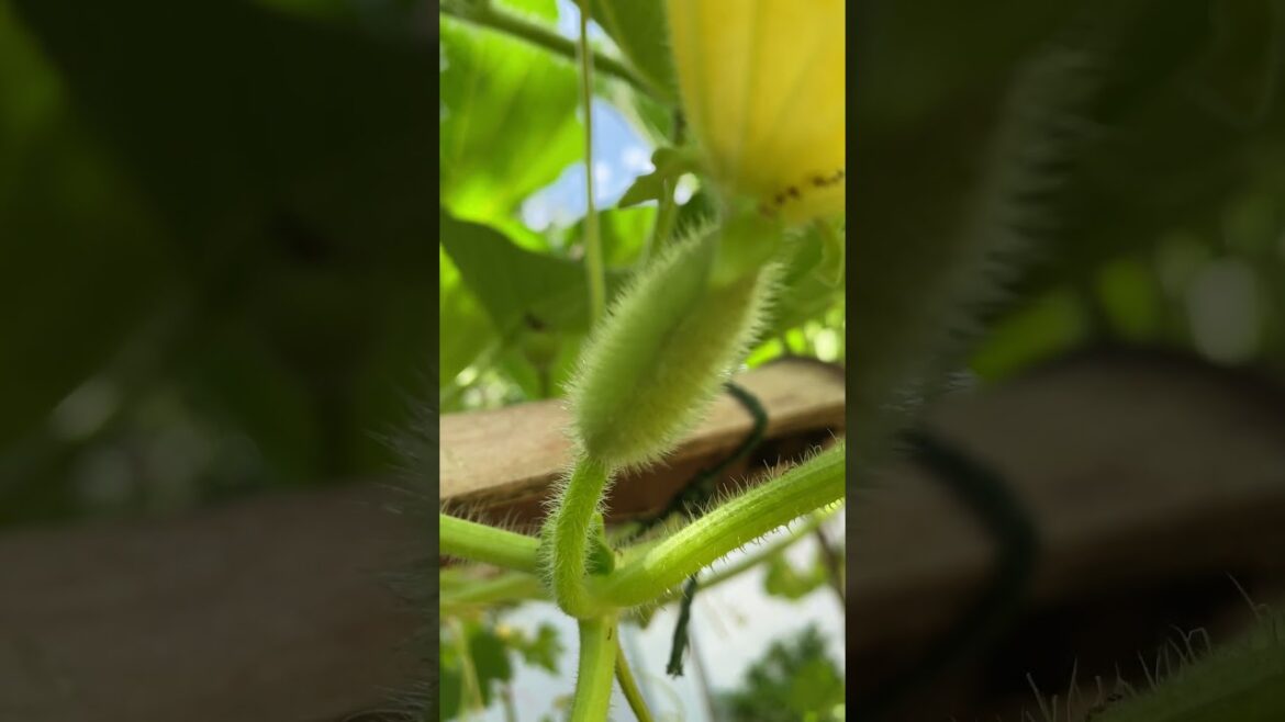 My backyard garden idea for everyone / my daily life with garden #meimeigarden #tipsgarden My backyard garden idea for everyone / my daily life with garden #meimeigarden #tipsgarden