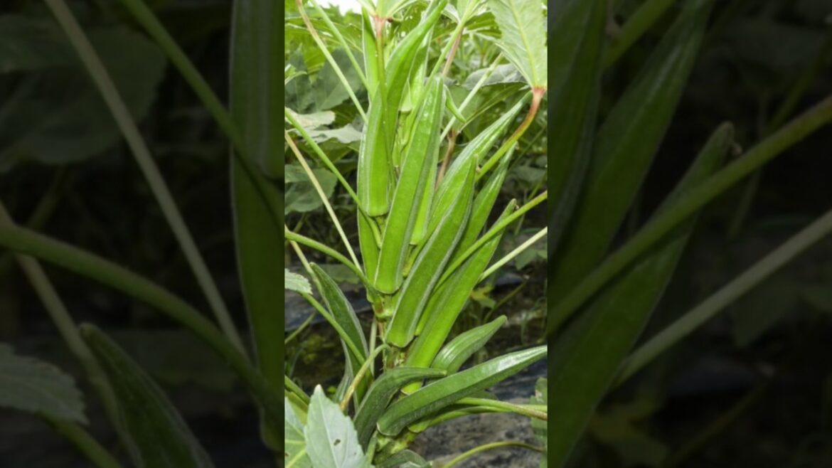 How to Okra harvesting !! Grow to Okra vegetable !! Okra harvest !! #shorts
