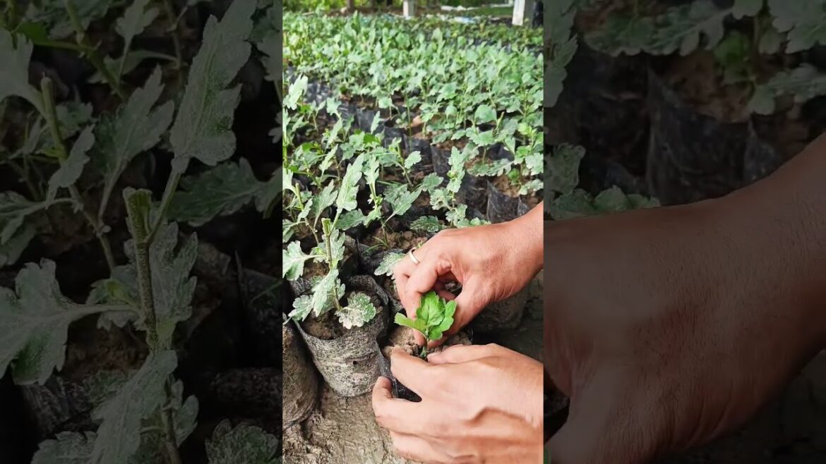 Chrysanthemum propagation through Terminal Cutting #shorts #short #shortvideo