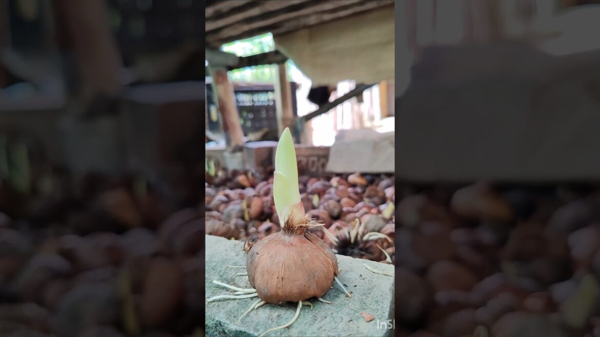 Time lapse of Gladiolus Bulbs #shorts