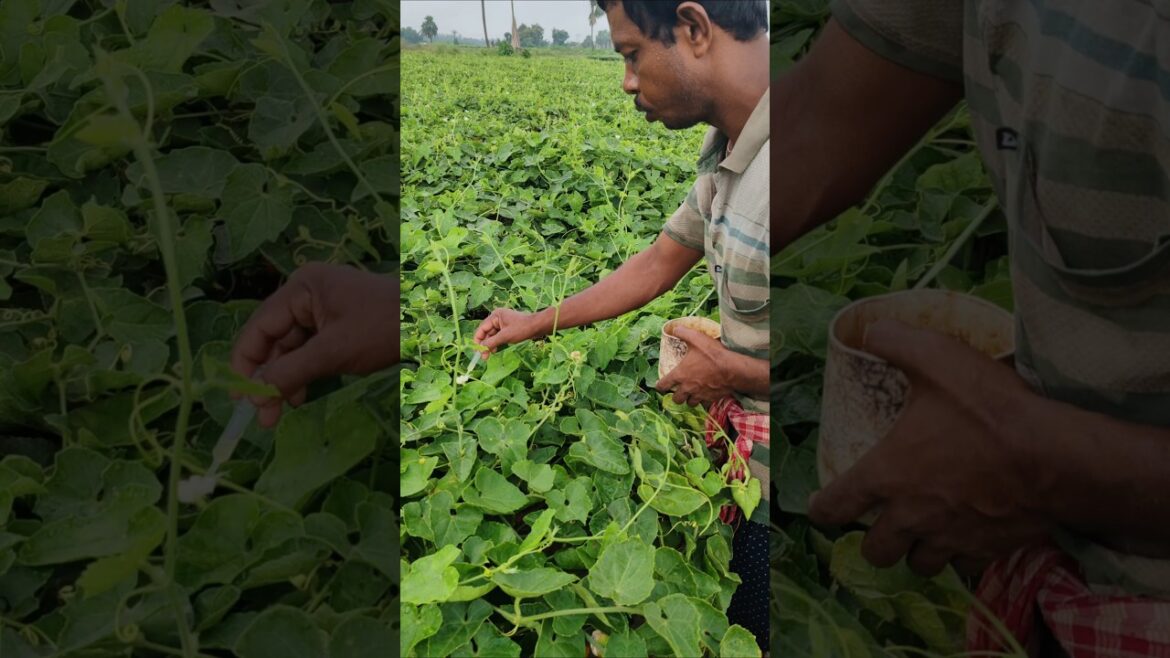 Early Morning Hand Pollination is Necessary in Pointed Gourd #shorts Early Morning Hand Pollination is Necessary in Pointed Gourd #shorts