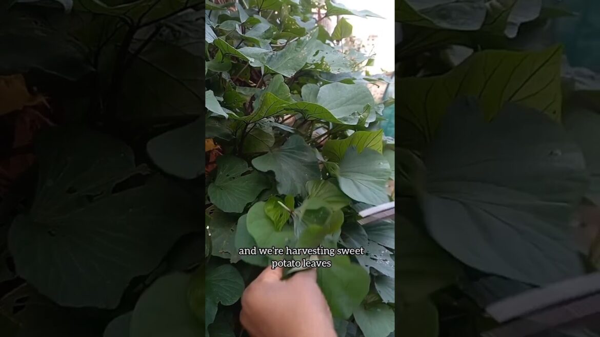 Harvesting sweet potato leaves. #livingsustainablywithus #gardening #sustainableliving