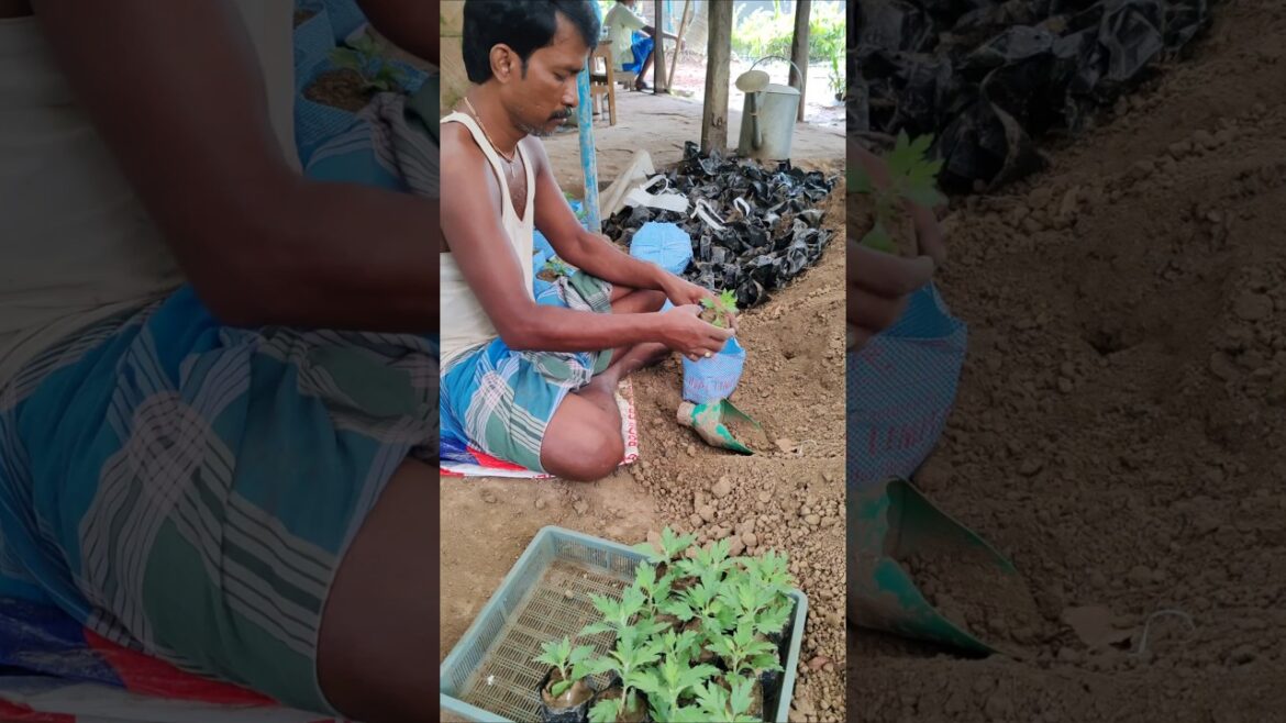 Transplanting Chrysanthemum Seedlings into Grow Bags #shorts