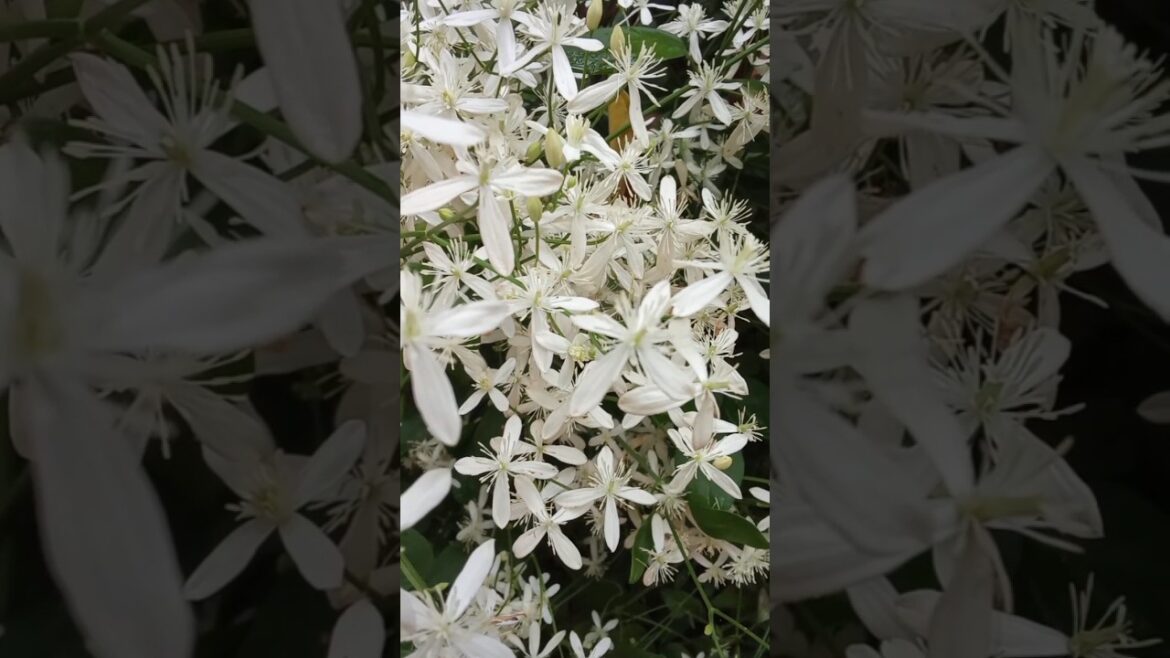 Jasmine keeper ka BEL plants🙂@iamneetubisht #Neetu Bisht Jasmine keeper ka BEL plants🙂@iamneetubisht #Neetu Bisht