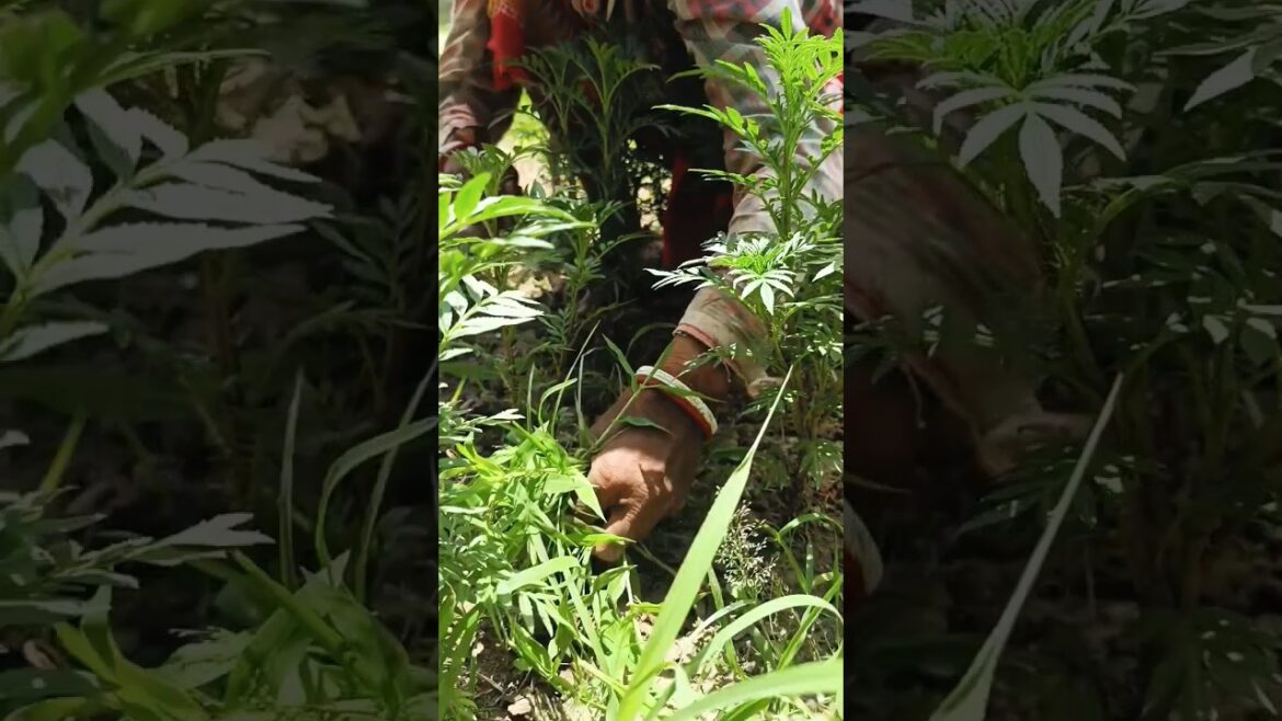 Farm women caring for Marigold nursery field #shorts #short #shortvideo Farm women caring for Marigold nursery field #shorts #short #shortvideo