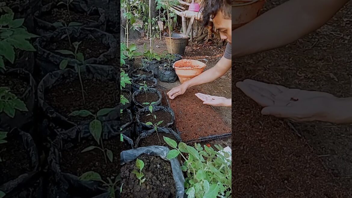 Started Planting Chinese cabbage