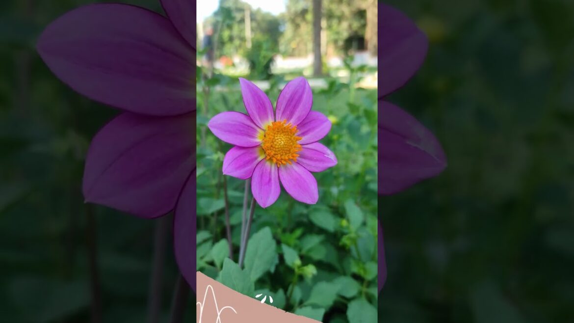 Garden Flowers mini vlog #gardenflowers #flowers #garden #nature #flower #gardening #flowerphoto